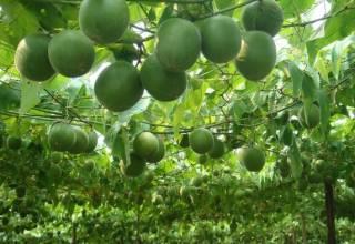 Fructus Momordicae εκχύλισμα