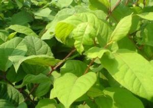 Εκχύλισμα Giant Knotweed