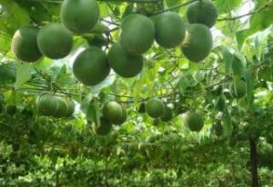 Fructus Momordicae εκχύλισμα