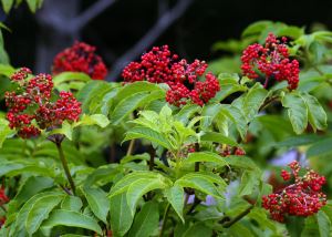 Elderberry εκχύλισμα