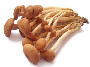 Εκχύλισμα Agrocybe Cylindracea