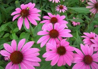 echinacea herb