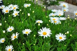 Εργοστάσιο Feverfew